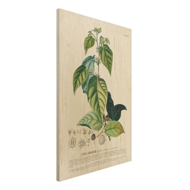 Küche Dekoration Vintage Botanik Illustration Kakao