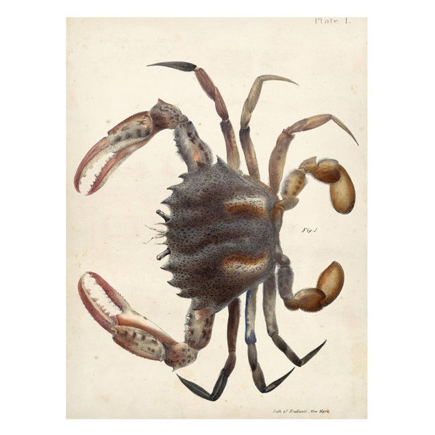 Magnettafel Tiere Vintage Illustration Krabbe