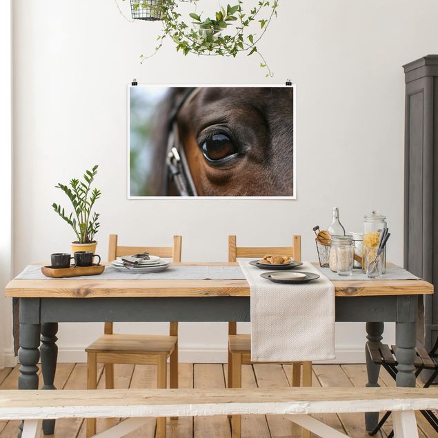 Tiere Poster Horse Eye