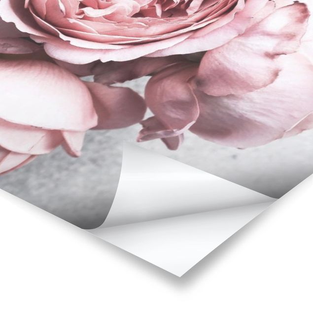 Poster bestellen Rosa Pfingstrosenblüten Shabby Pastell