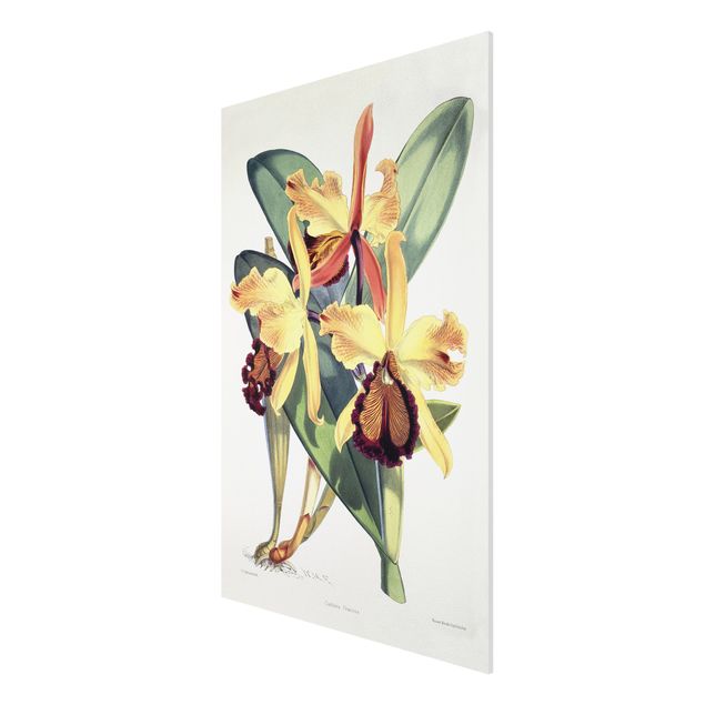 Kunststile Walter Hood Fitch - Orchidee