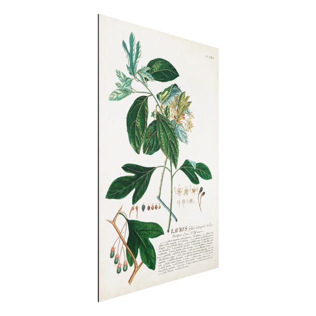 Küche Dekoration Vintage Botanik Illustration Lorbeer
