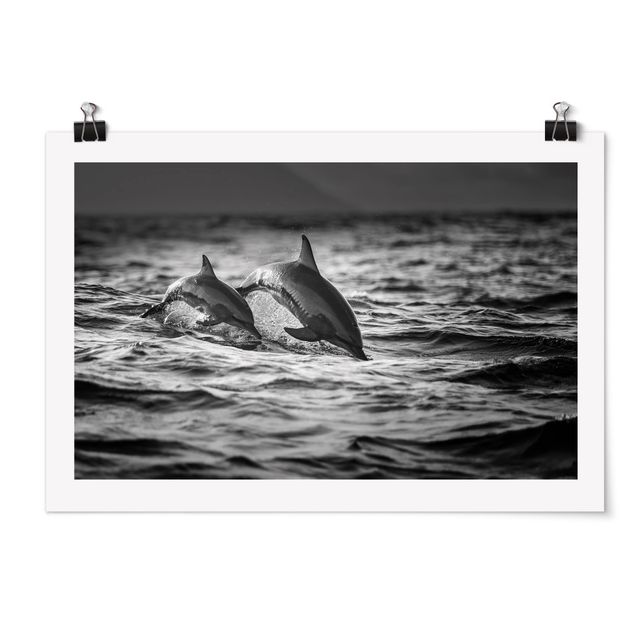 Poster Tiere Zwei springende Delfine
