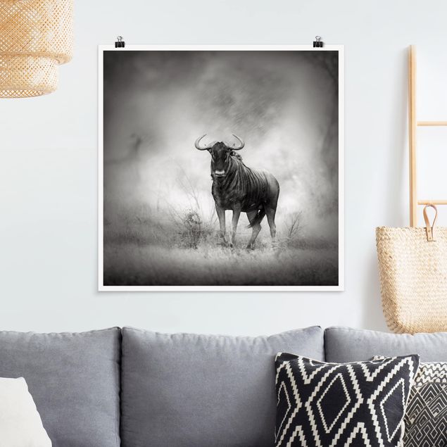 Poster schwarz-weiß Staring Wildebeest
