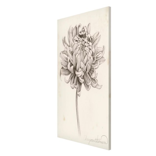 Wandbilder Floral Botanische Studie Chrysantheme I