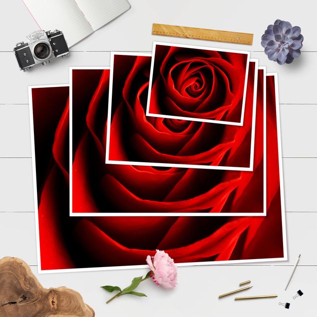 Poster - Liebliche Rose - Querformat 3:4