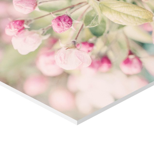 Bilder Apfelblüte Bokeh rosa