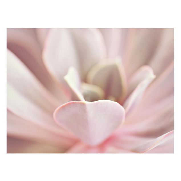 Magnettafel - Rosane Sukkulentenblüte - Querfromat 4:3