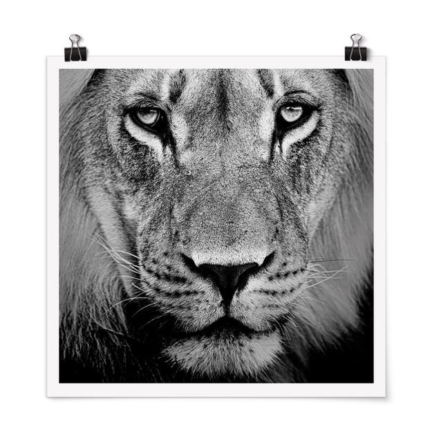 Poster schwarz-weiß Alter Löwe