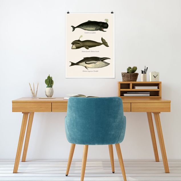 Wandbilder Fische Drei Vintage Wale