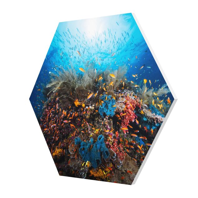 Wandbilder Tiere Lagune Unterwasser