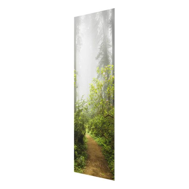 Wandbilder Modern Nebliger Waldpfad