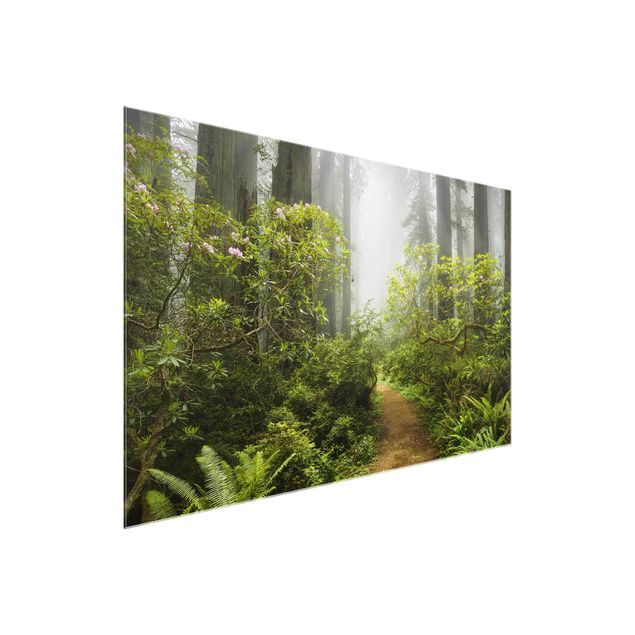 Glasbilder Landschaften Nebliger Waldpfad