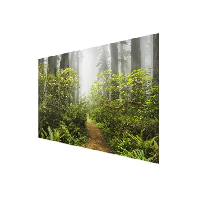 Wandbilder Modern Nebliger Waldpfad