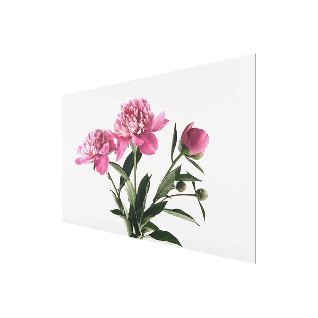 Wandbilder Blumen Blüten und Knospen Pink auf Weiß