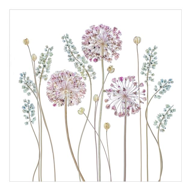Fototapete - Allium Illustration