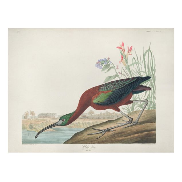 Wandbilder Retro Vintage Lehrtafel Brauner Ibis