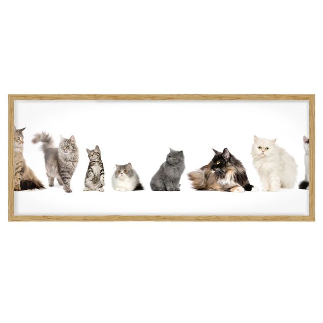 Wandbilder Modern Katzenbande