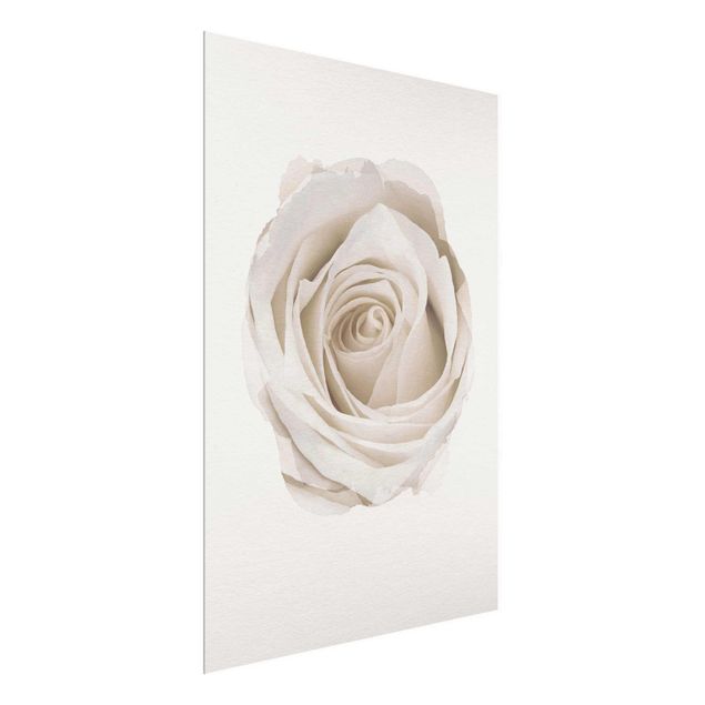 Blumen Glasbilder Wasserfarben - Pretty White Rose