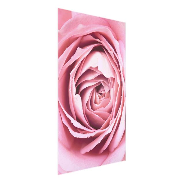 Glasbilder Blumen Motive Rosa Rosenblüte