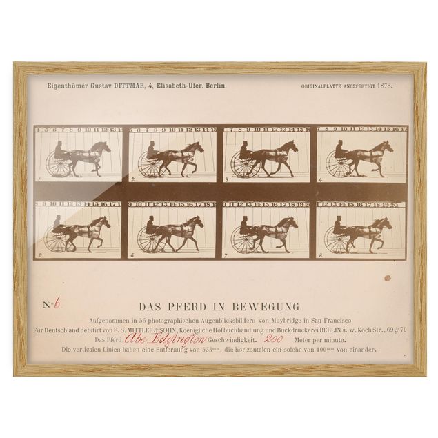 Vintage Bilder mit Rahmen Eadweard Muybridge - Das Pferd in Bewegung