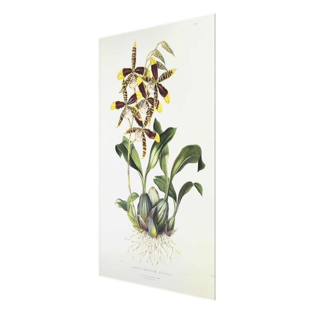 Wandbilder Floral Maxim Gauci - Orchidee II
