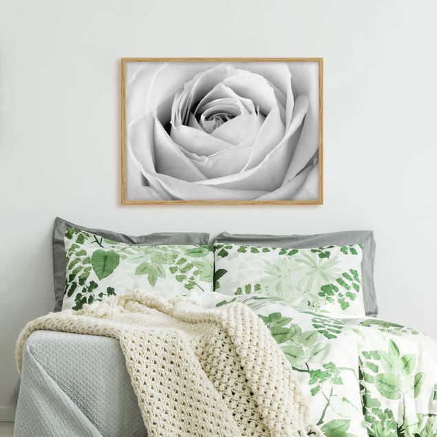 schwarz-weiß Bilder mit Rahmen Close Up Rose