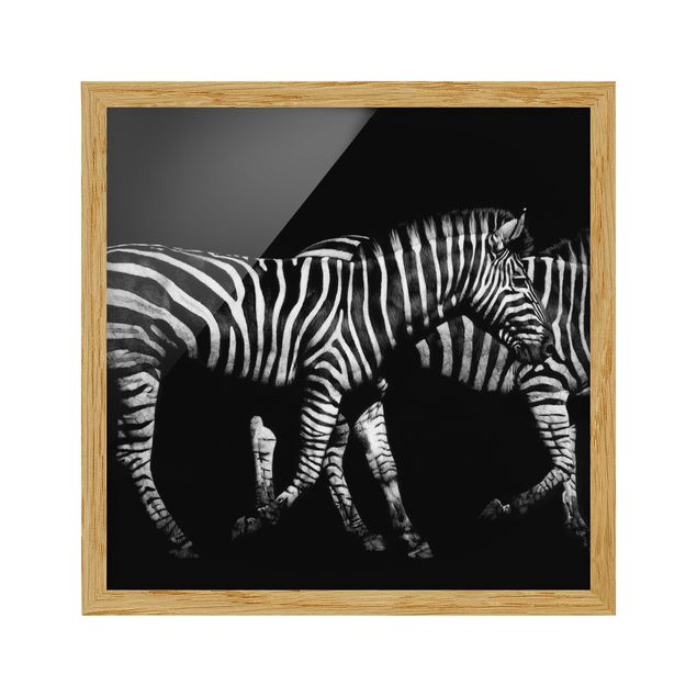 Tierbilder mit Rahmen Zebra vor Schwarz