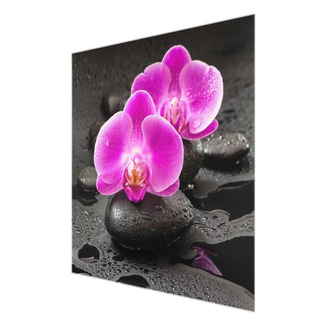 Wandbilder Blumen Pinke Orchideenblüten auf Steinen mit Tropfen