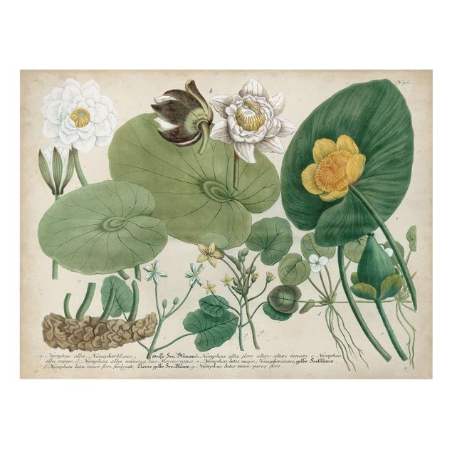Wandbilder Blumen Vintage Illustration Weiße Wasserlilie