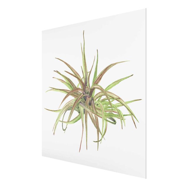 Bilder auf Glas Luftpflanze Aquarell II
