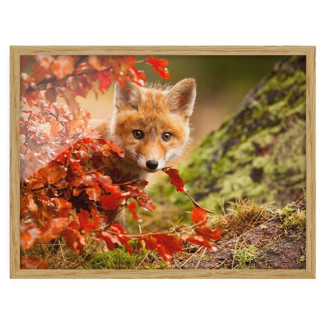 Landschaftsbilder gerahmt Fuchs im Herbst
