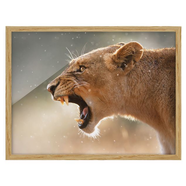 Gerahmte Bilder Abstrakt Löwin auf der Jagd