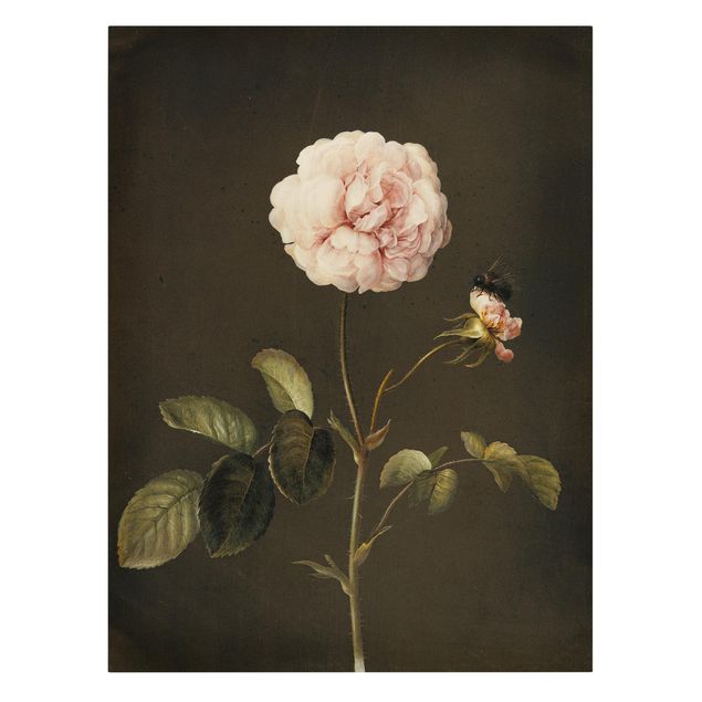 Wandbilder Floral Barbara Regina Dietzsch - Essig-Rose mit Hummel