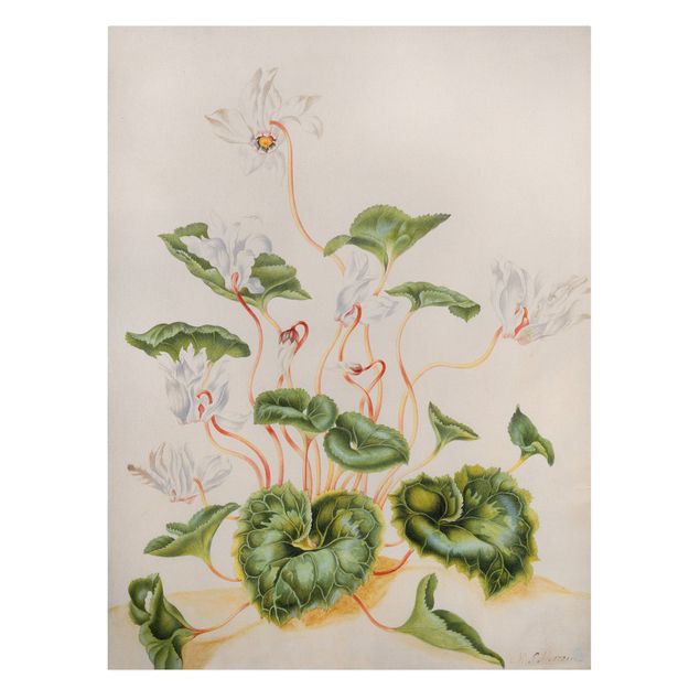 Wandbilder Blumen Anna Maria Sibylla Merian - Weiße Veilchen