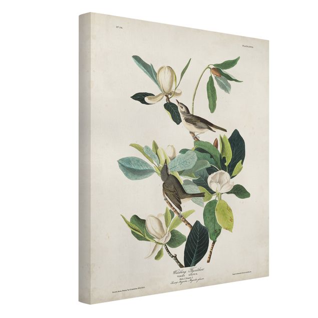 Wandbilder Floral Vintage Lehrtafel Fliegenschnäpper