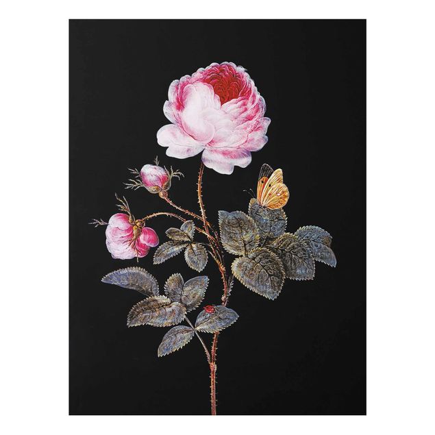 Wandbilder Barock Barbara Regina Dietzsch - Die hundertblättrige Rose