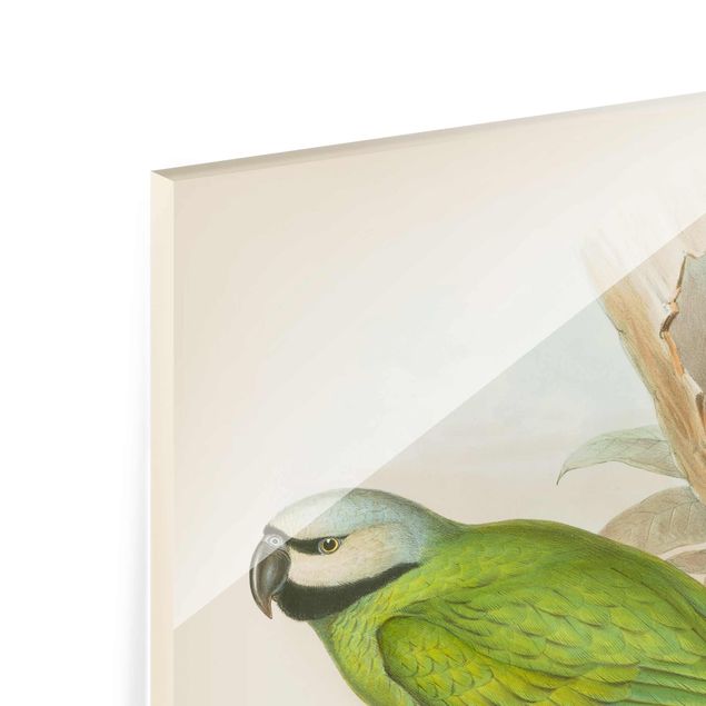 Bilder auf Glas Vintage Illustration Tropische Vögel II