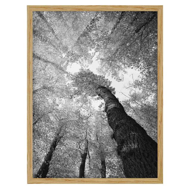 gerahmte Bilder schwarz-weiß Bäume des Lebens II