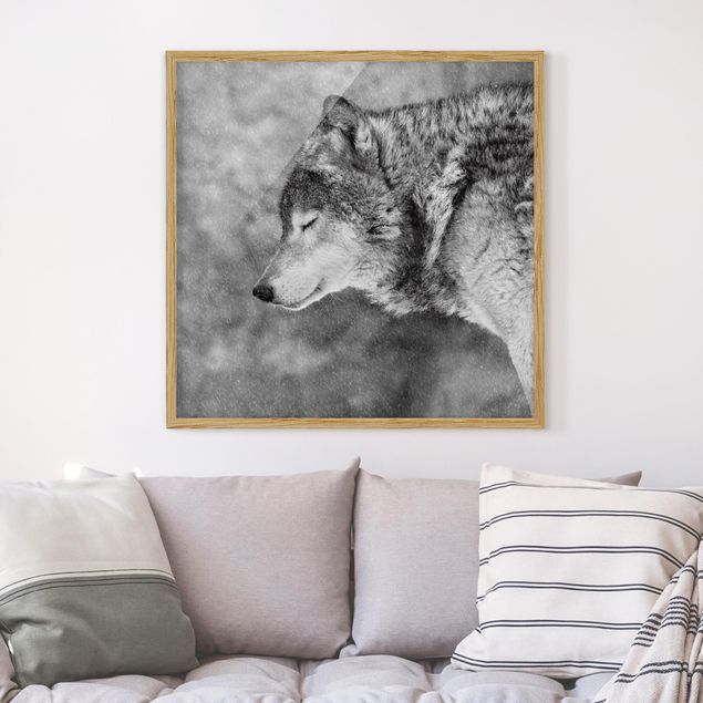 schwarz-weiß Bilder mit Rahmen Winter Wolf