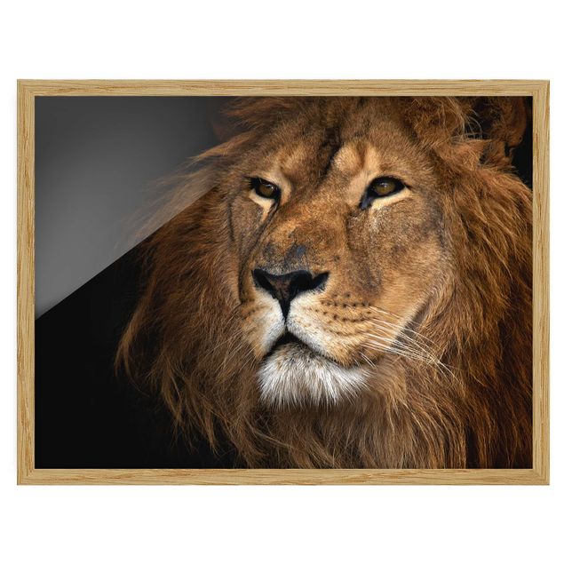 Wandbilder Afrika Löwenblick