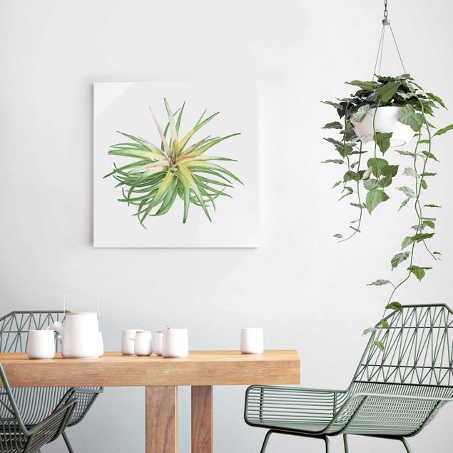 Wandbilder Floral Luftpflanze Aquarell III