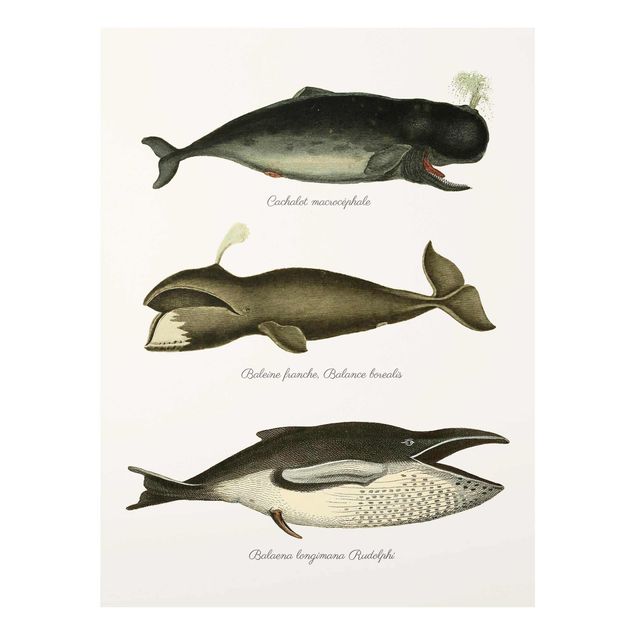 Wandbilder Retro Drei Vintage Wale