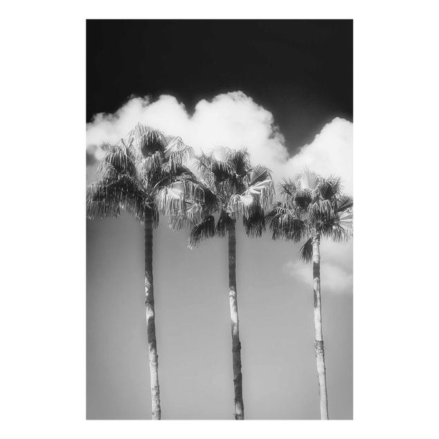 Wandbilder Floral Palmen vor Himmel Schwarz-Weiß