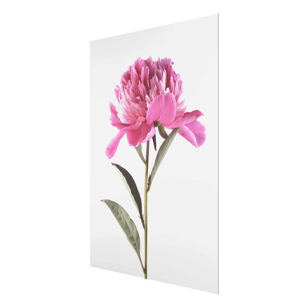 Wandbilder Blumen Blühende Pfingstrose Pink auf Weiß