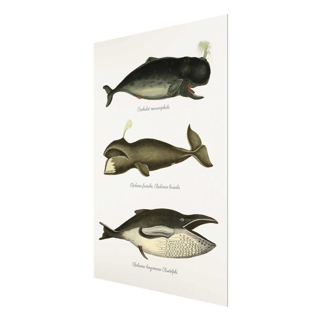 Wandbilder Grau Drei Vintage Wale