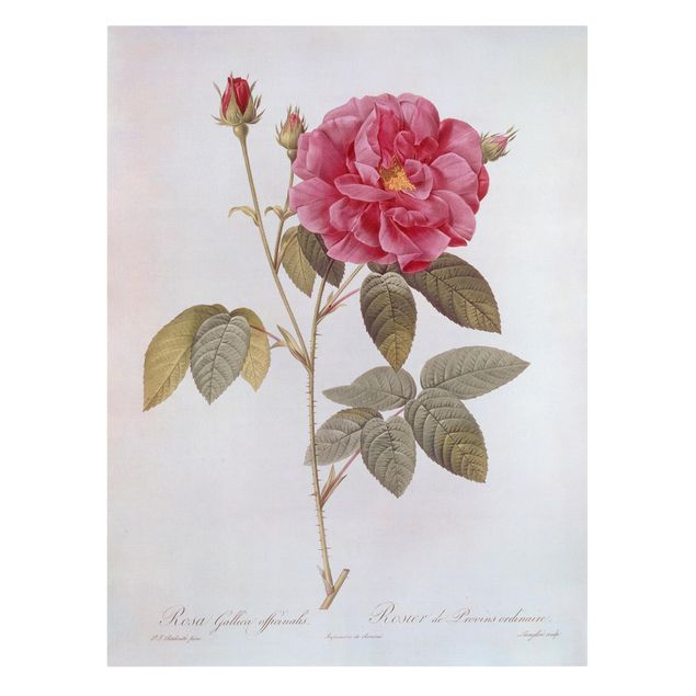 Wandbilder Floral Pierre Joseph Redouté - Apothekerrose