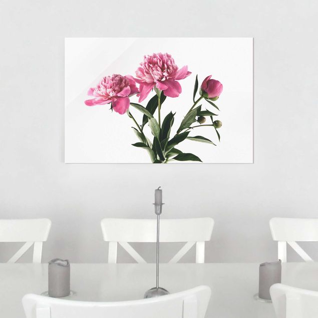Glasbilder Rosen Blüten und Knospen Pink auf Weiß
