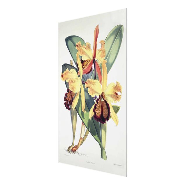Wandbilder Floral Walter Hood Fitch - Orchidee