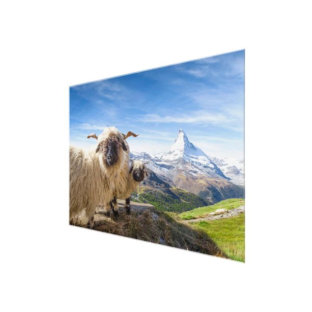 Glasbilder Landschaften Schwarznasenschafe von Zermatt